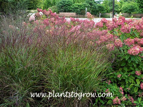 Red Sunset Pennisetum (Panicum virgatum) 
Mid August with Fire Light Hydrangea in the background.